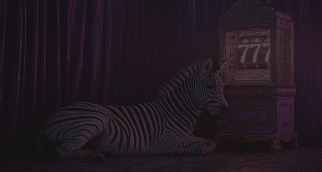 Zebra Wins