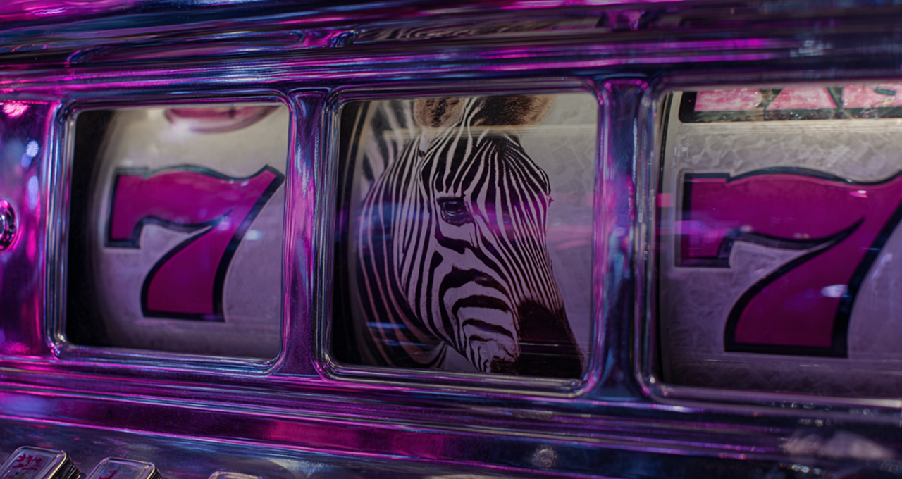 Zebra Wins
